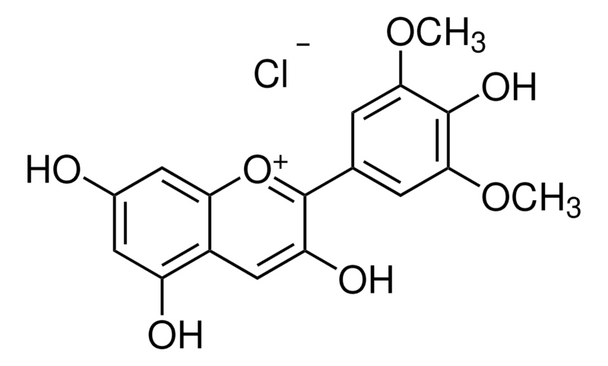Malvidin chloride, 10MG
