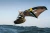 Duotone Foilboard Skybrid SLS - 70 litre