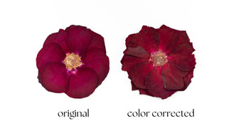 Color Correction for Pressed Flowers