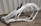 Frame Stat Write Off  AU Yamaha WR450F 2020 B3J-21101-10