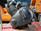 Motor Engine Triumph Bonneville T100 Carb 43623km www.youtube.com/shorts/ShaDVLpzBjk