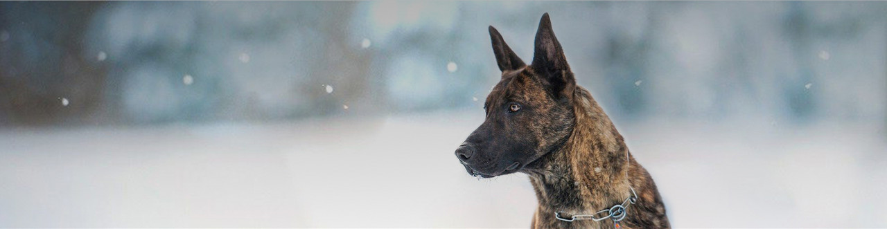 working dog supplies