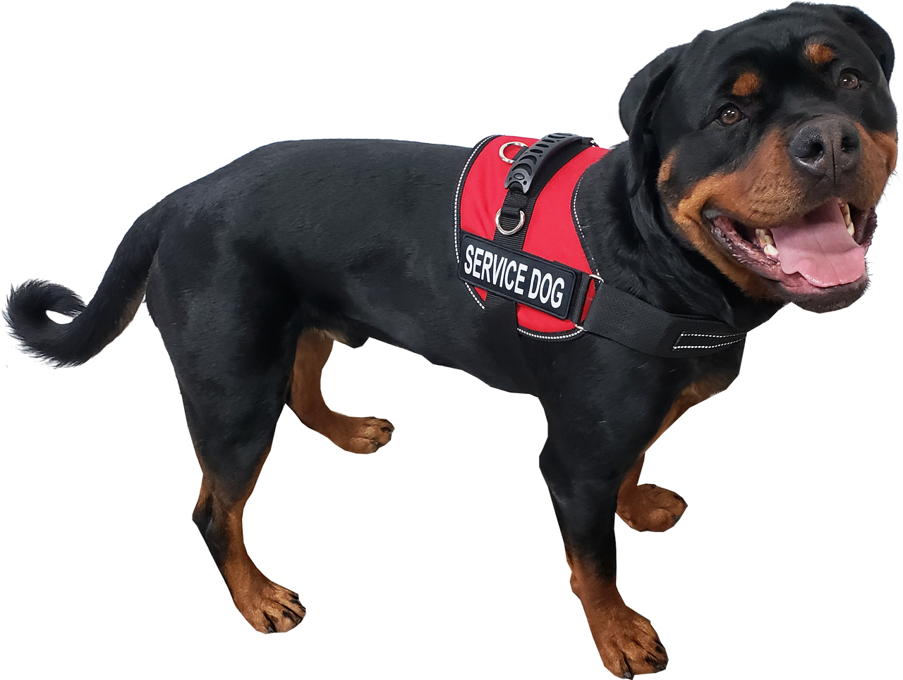 serivce dog in vest