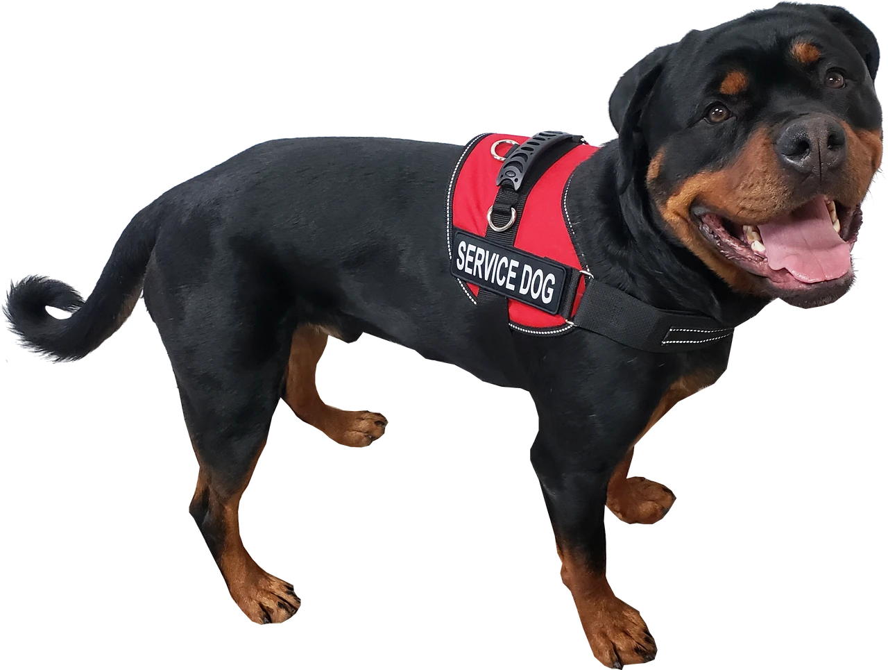 Service Dog identification kit with Air-Tech vest