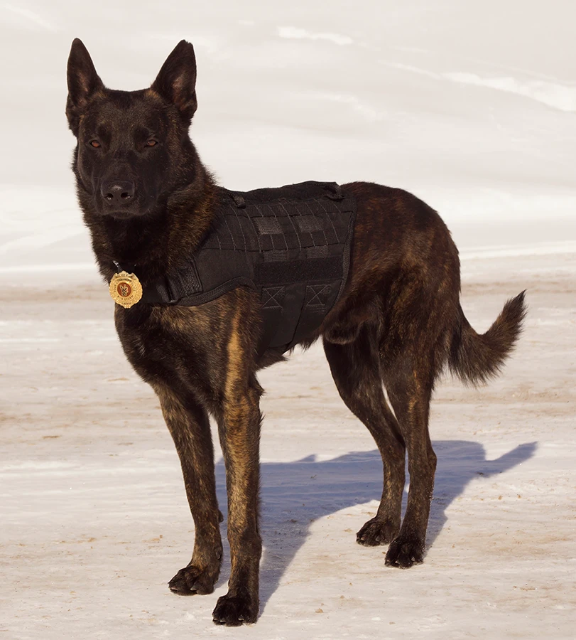 Police K9 tactical MOLLE harness vest
