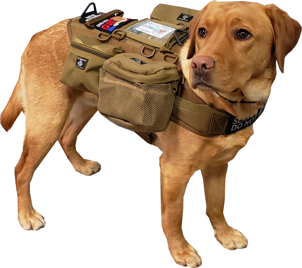 golden retriever tactical vest