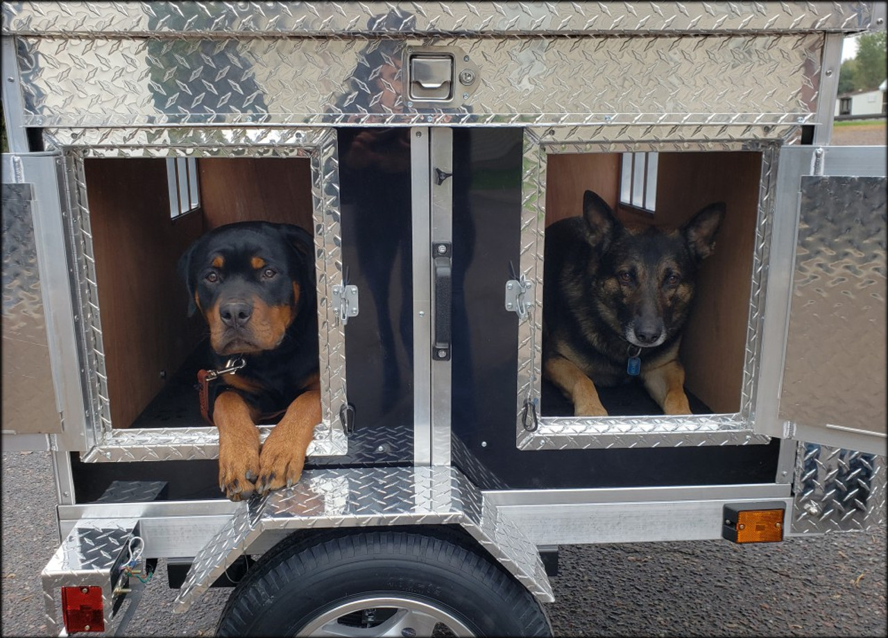 Driving' cat pulls trailer full of puppies through mall in Thailand