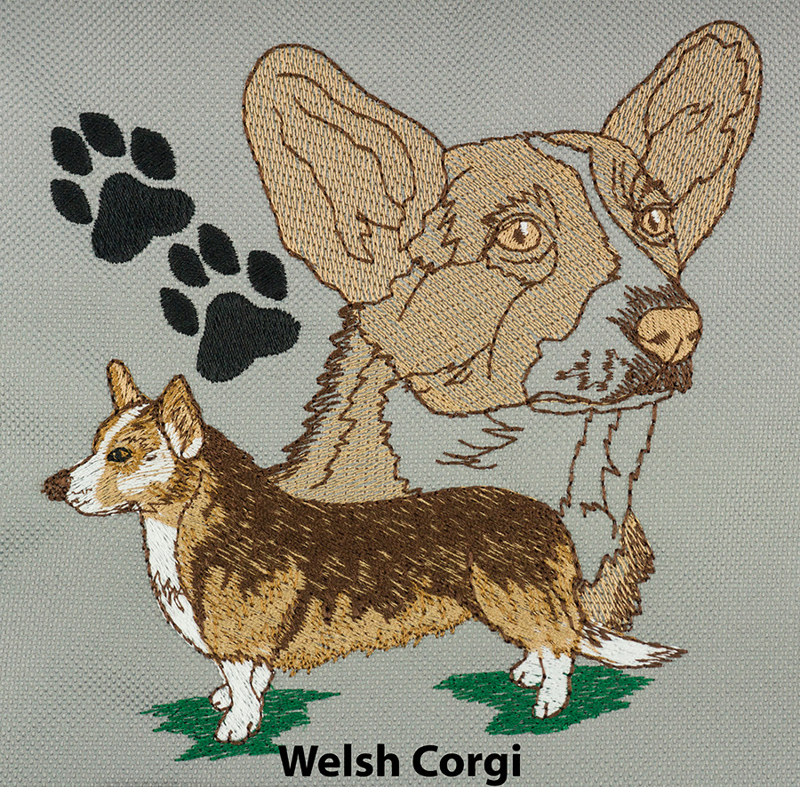 Welsh Corgi