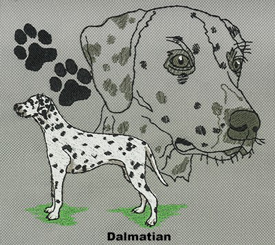 Dalmation