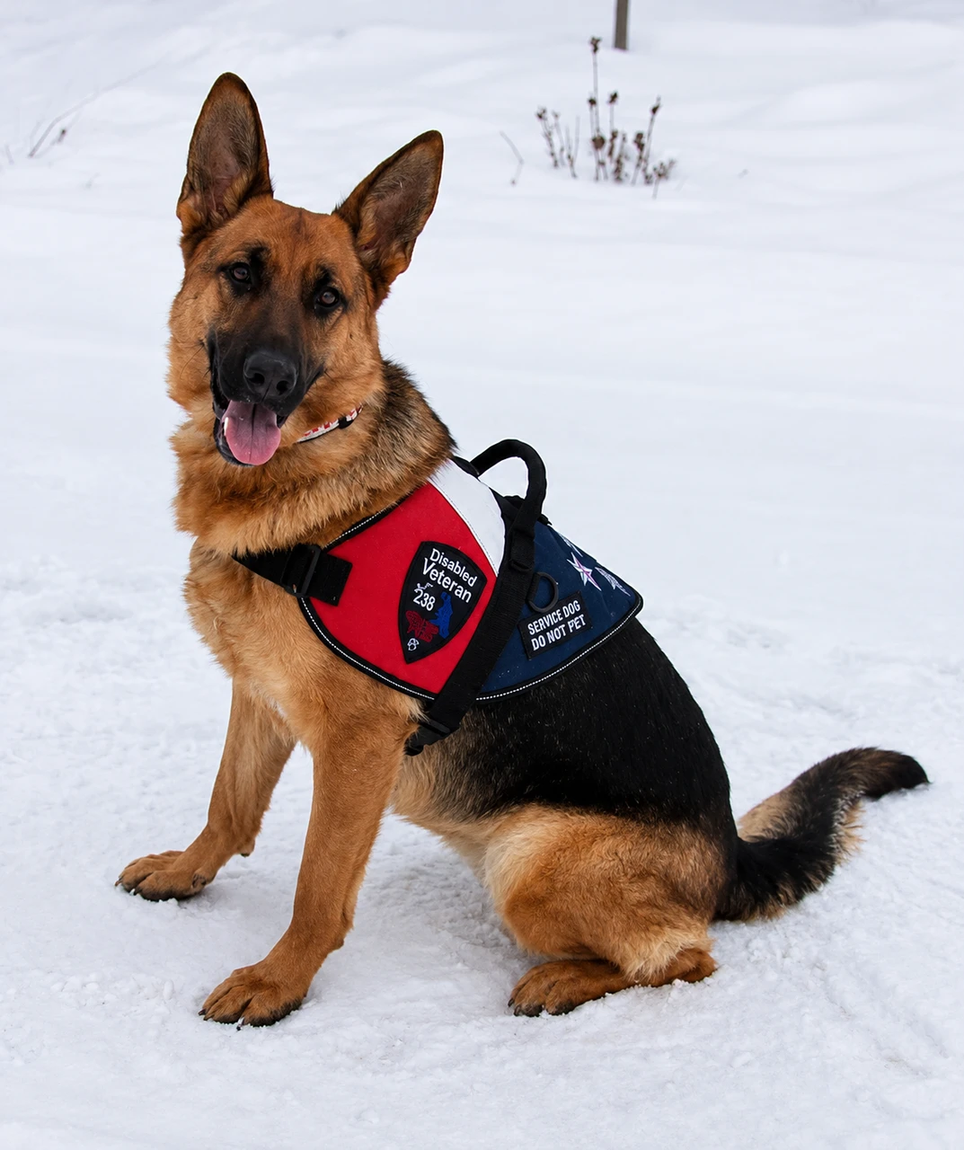 Service Dog wearing Patriotic Vest