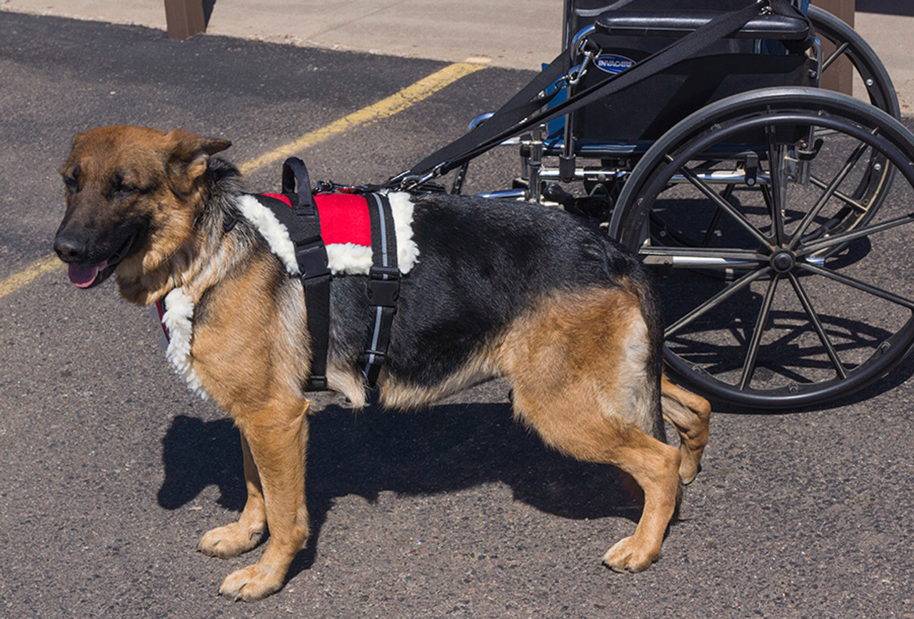 dog pulling wheelchair