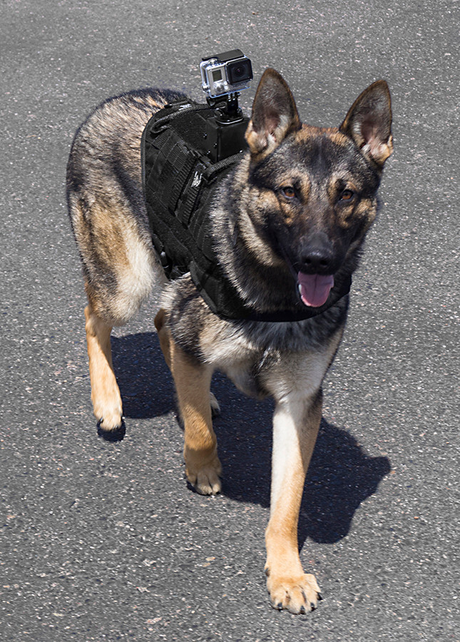 Raised action camera mount for tactical dog harness