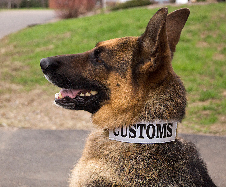 Military dog collar with welded D-ring