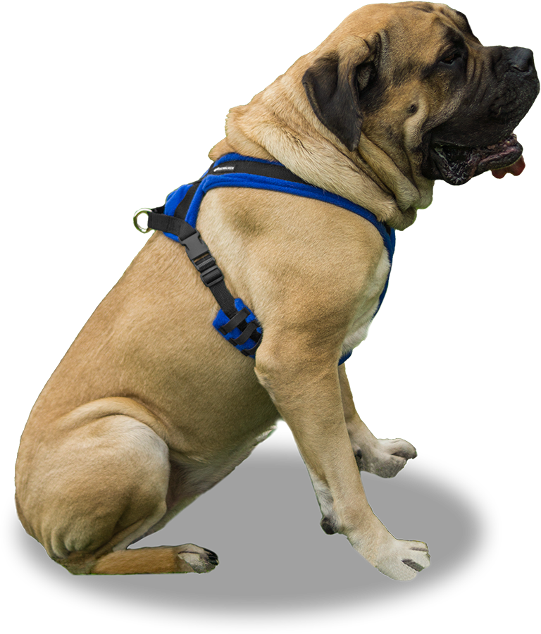 EEZWALKER Harness