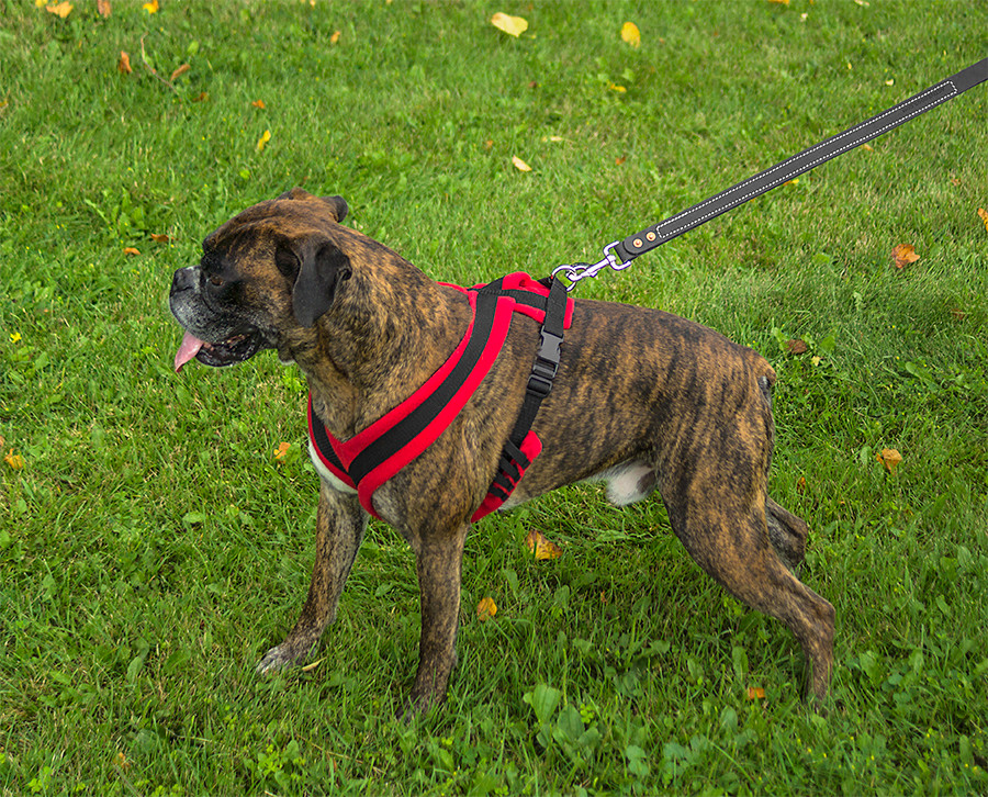 EEZWALKER Harness