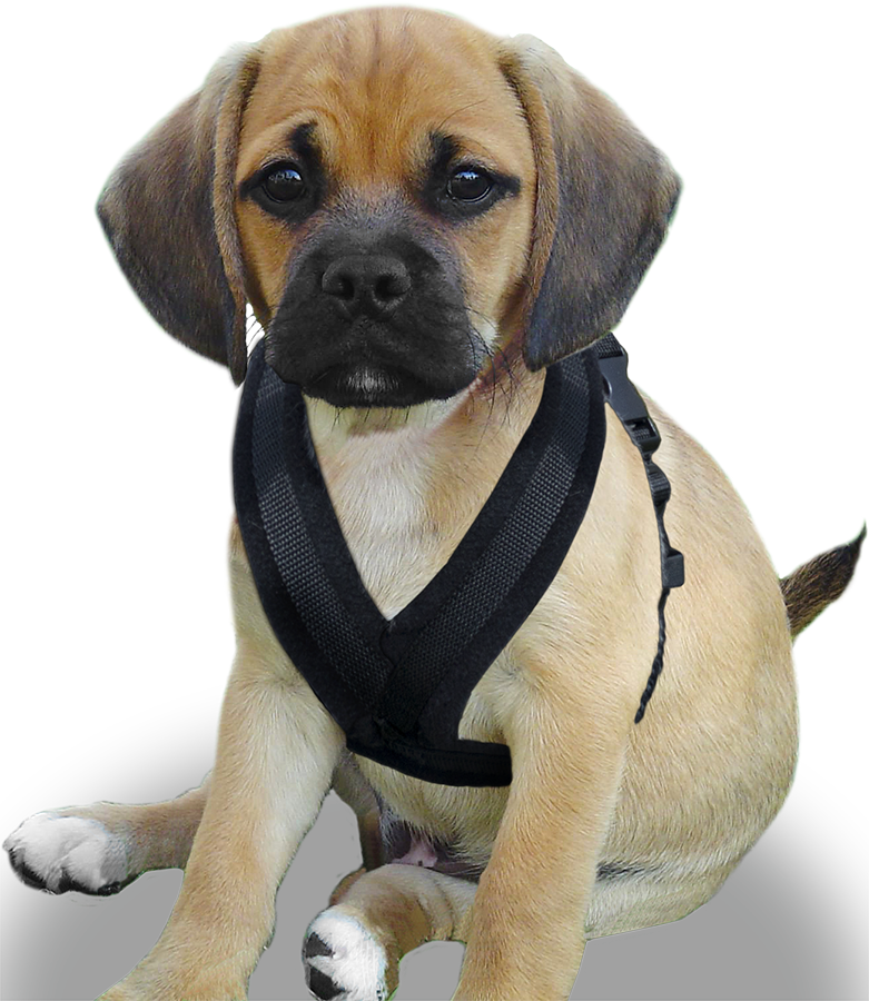 EEZWALKER Harness