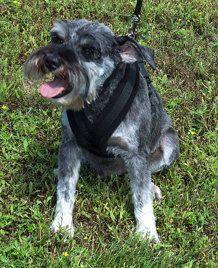 EEZWALKER Harness