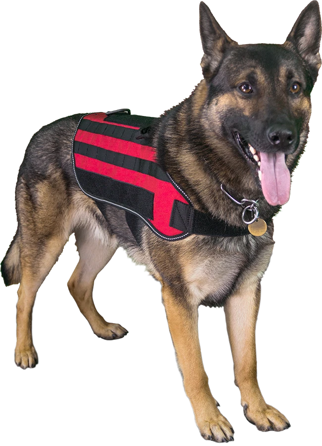 Working dog tactical MOLLE vest