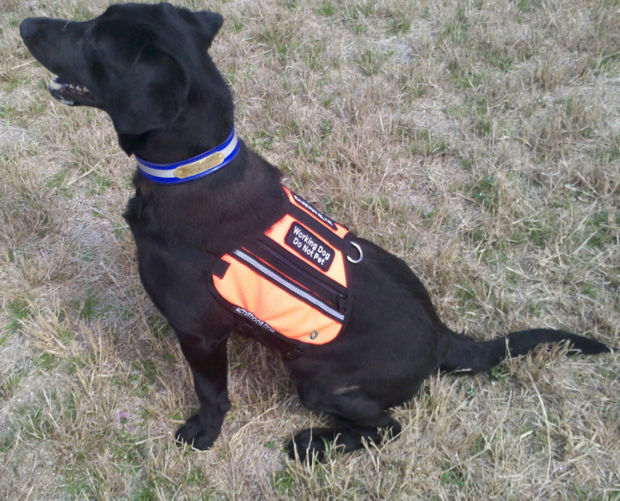 Lightweight working dog cape with storage pockets