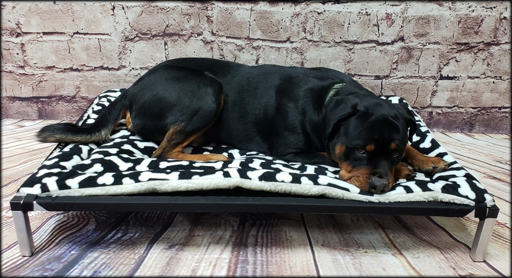 Heavy-duty outdoor dog cot