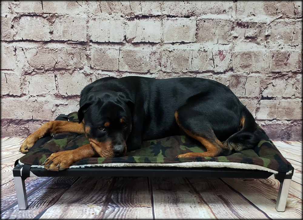 Ballistic raised dog bed with aluminum frame