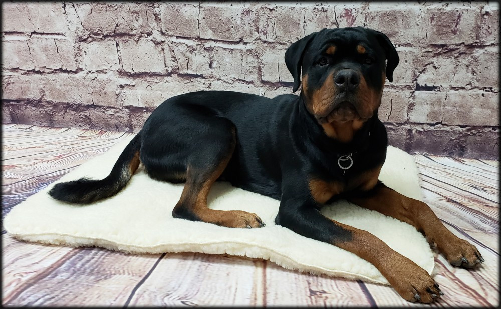 Soft orthopedic dog bed with thick sherpa fleece for warmth, comfort, and support