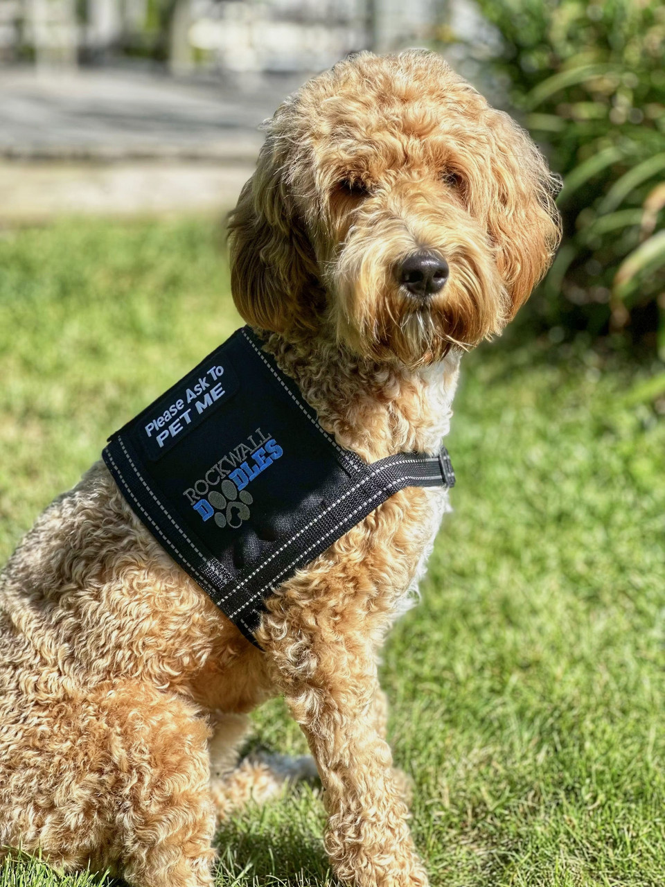 Custom Service Dog Vest, Cape Style w/ Cutsom Logo