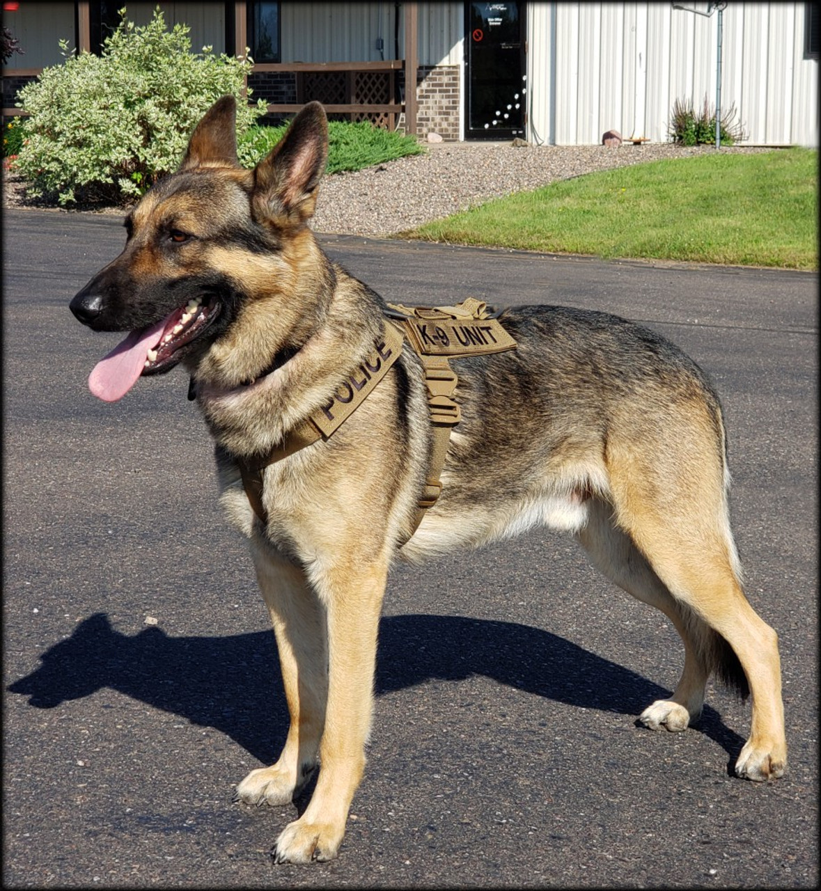 Caliberdog k9 molle clearance tactical dog vest harness