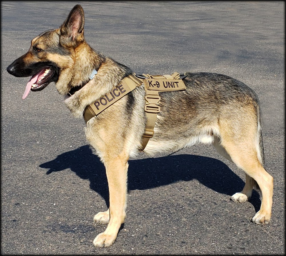 CaliberDog K9 tactical harness, velcro patches, y harness, military harness