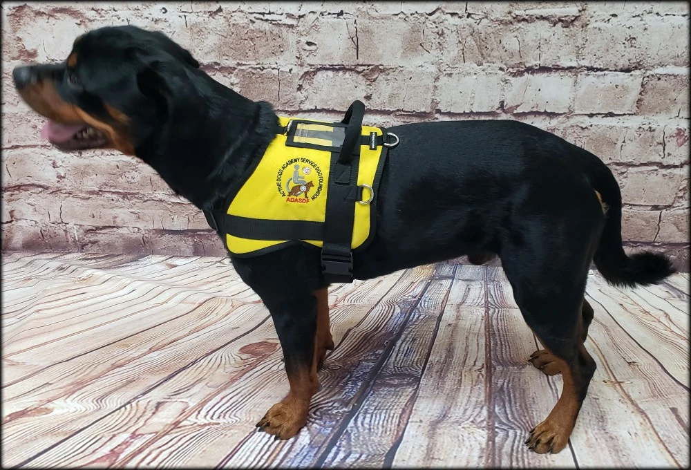 Active Cut Service Dog vest with clear ID pocket