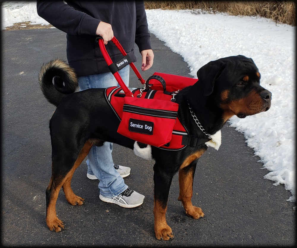 Soft neoprene grip service dog bridge handle for mobility assistance