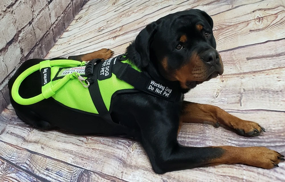 Spacer Mesh Cushioned Service Dog Harness Vest