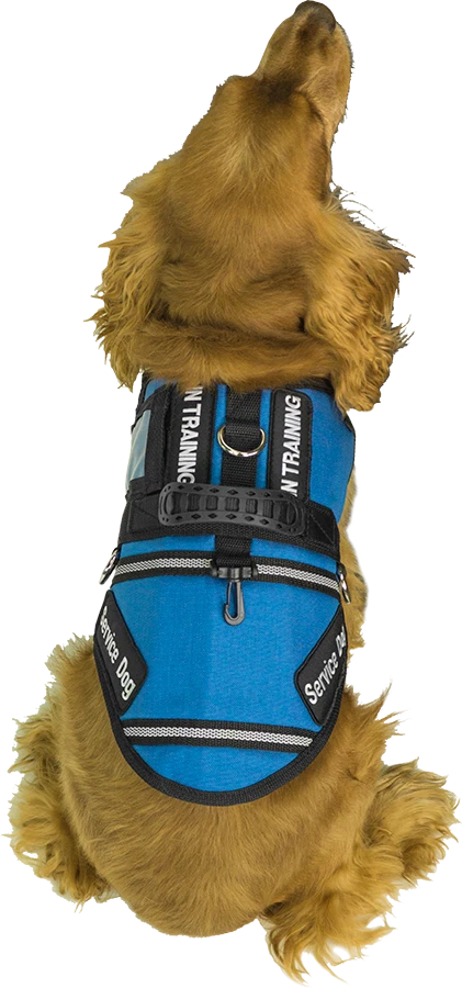 Service Dog vest with adjustable chest and girth straps