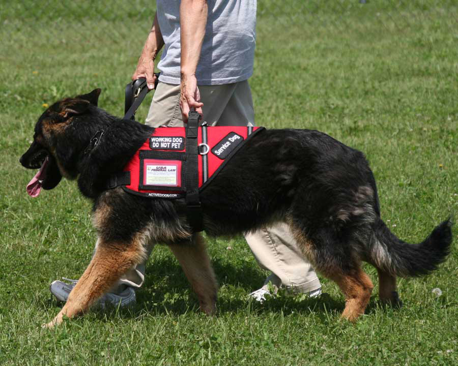 Working Service Dog Vest