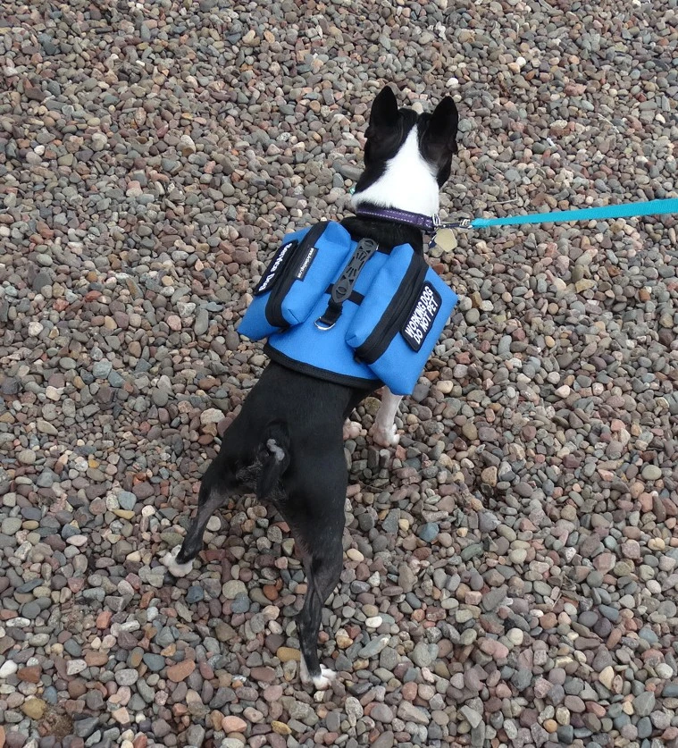 Small dog vest for carrying medications