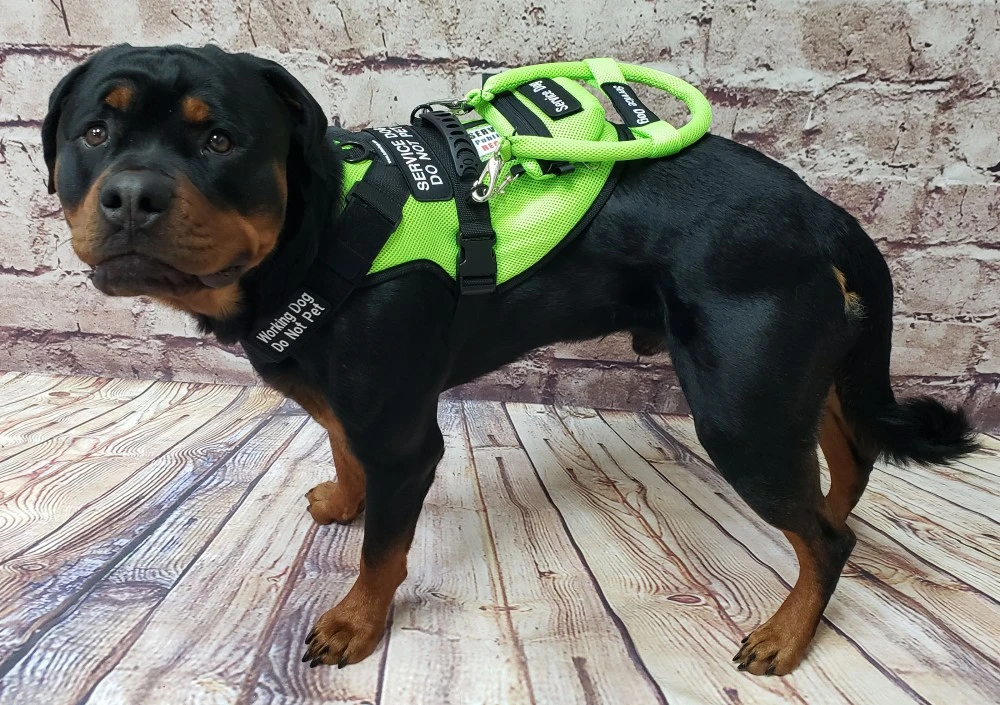 Service Dog Medication and Accessory Storage Bag