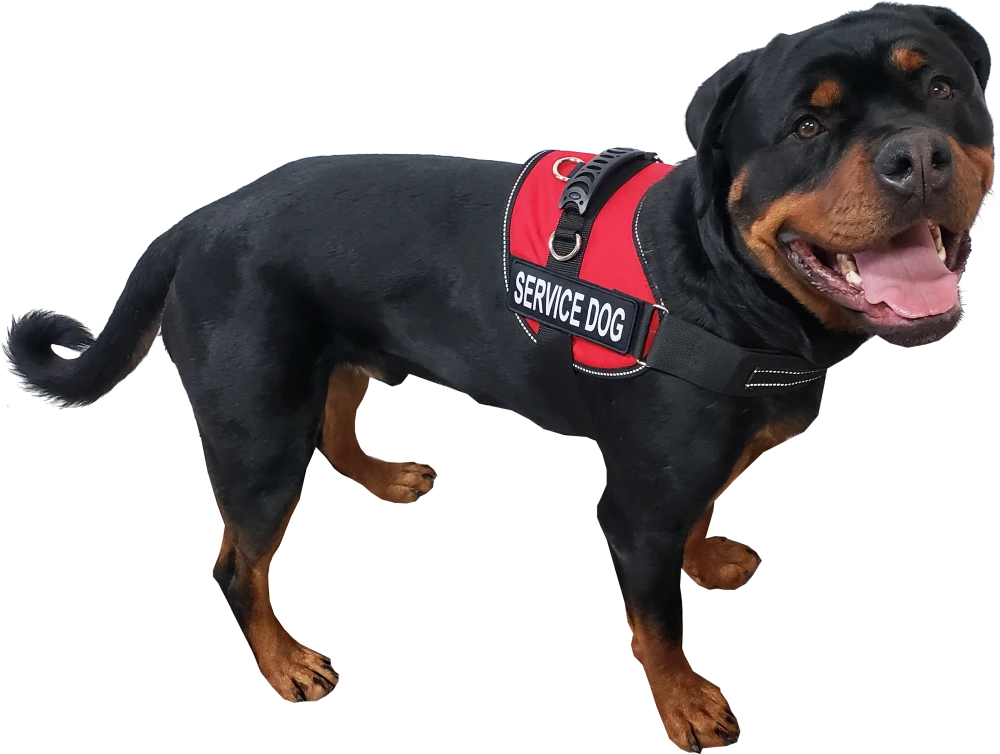 Padded Cordura Air-Tech Service Dog harness