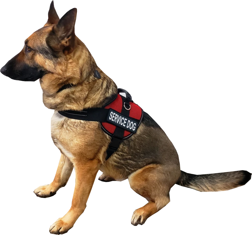 Lightweight Mesh Air-Tech Service Dog vest