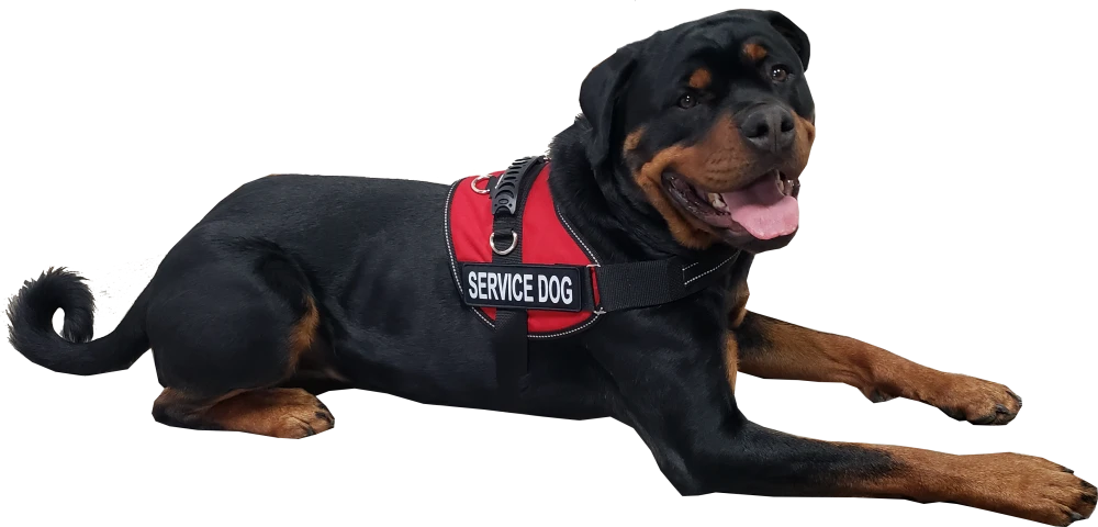Mesh Service Dog harness with adjustable straps