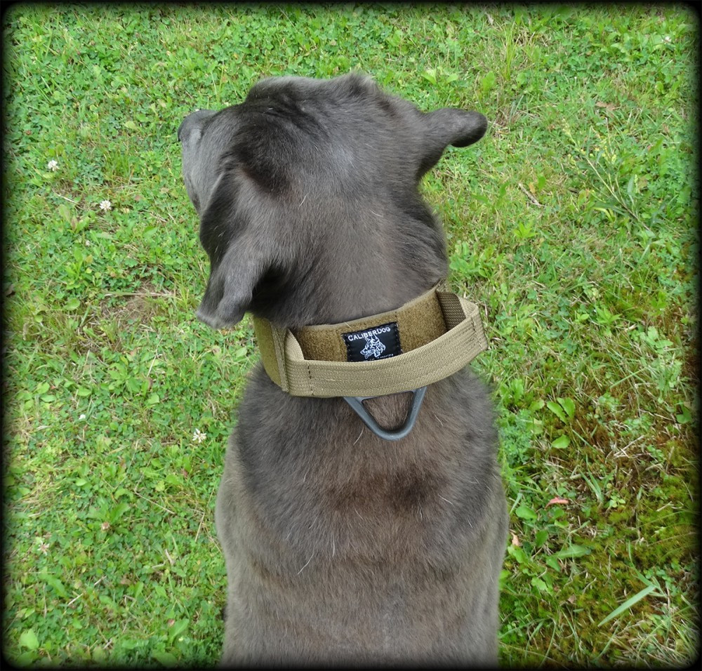 USA made tactical K9 collar