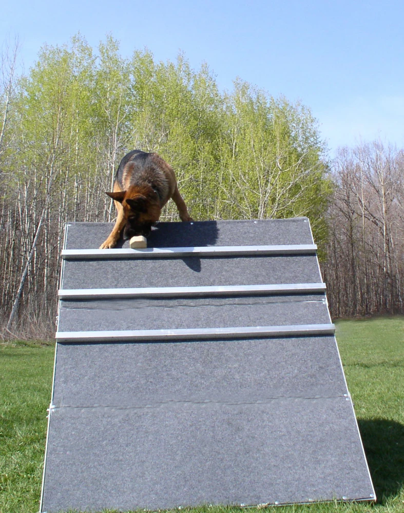 ActiveDogs professional dog sport scaling wall obstacle ready for training and competition
