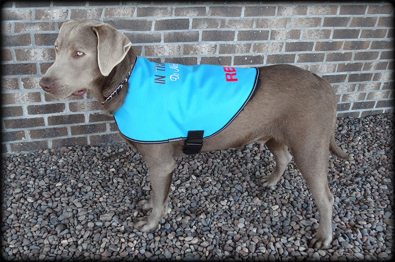 Dog In Training - Do Not Distract Jacket/Vest