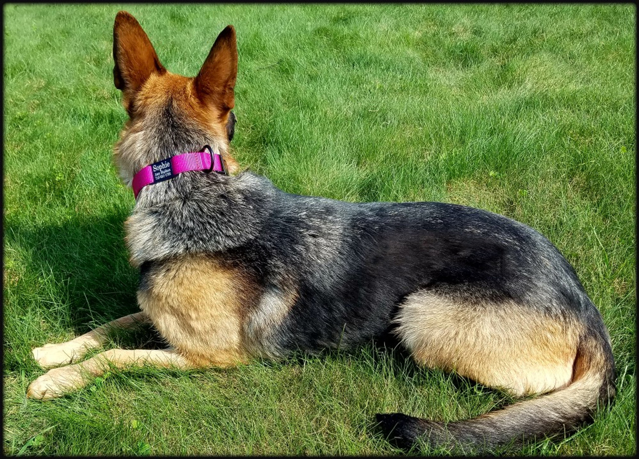 Personalized ID Nylon Dog Collar