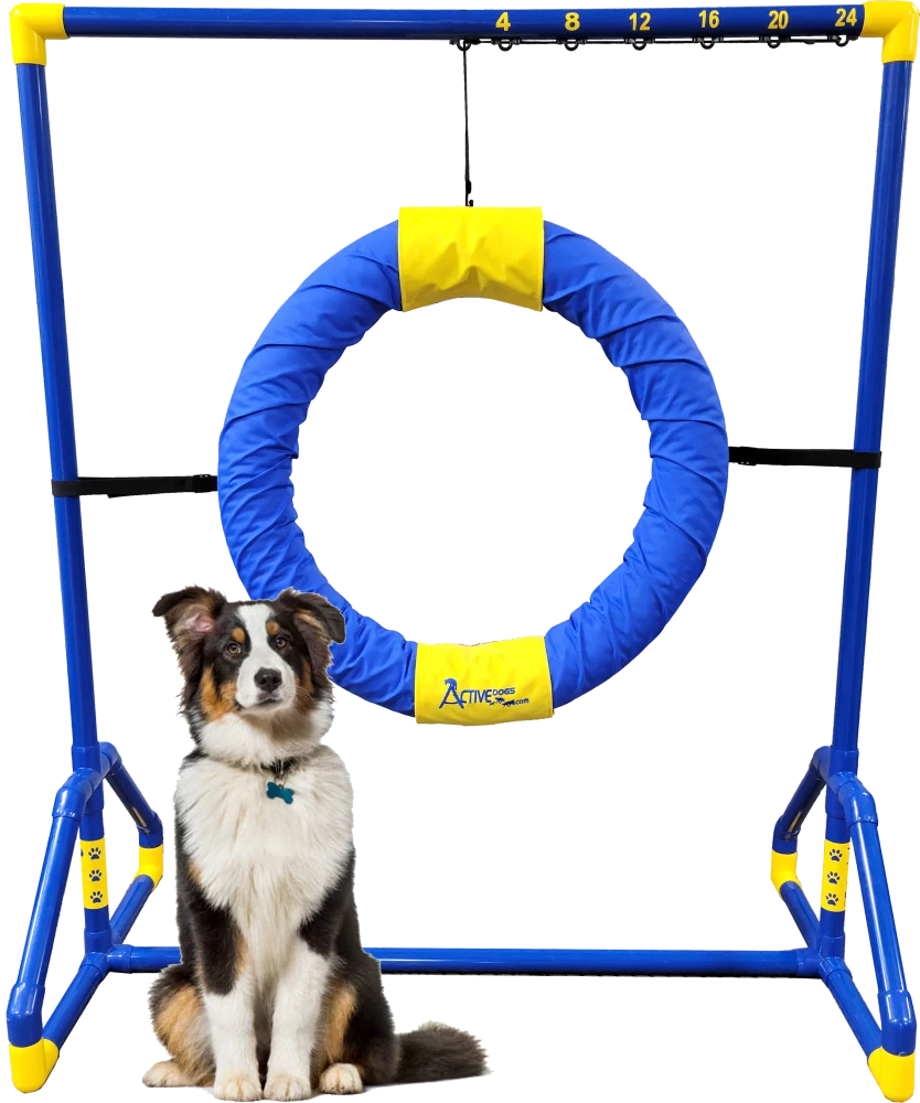 Blue and yellow dog agility tire jump equipment