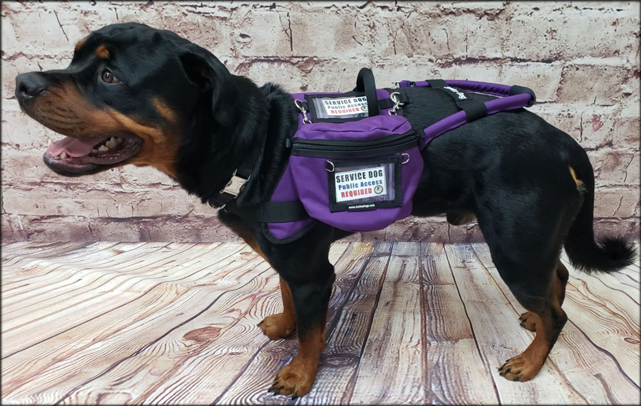 Active dog hot sale service vest