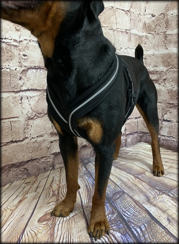 Breathable dog body harness for jogging and tracking
