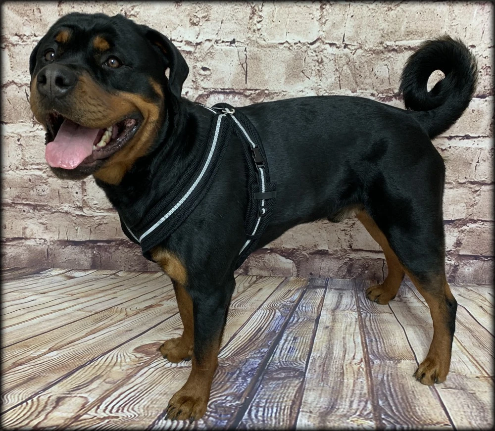 Reflective dog harness with adjustable girth strap