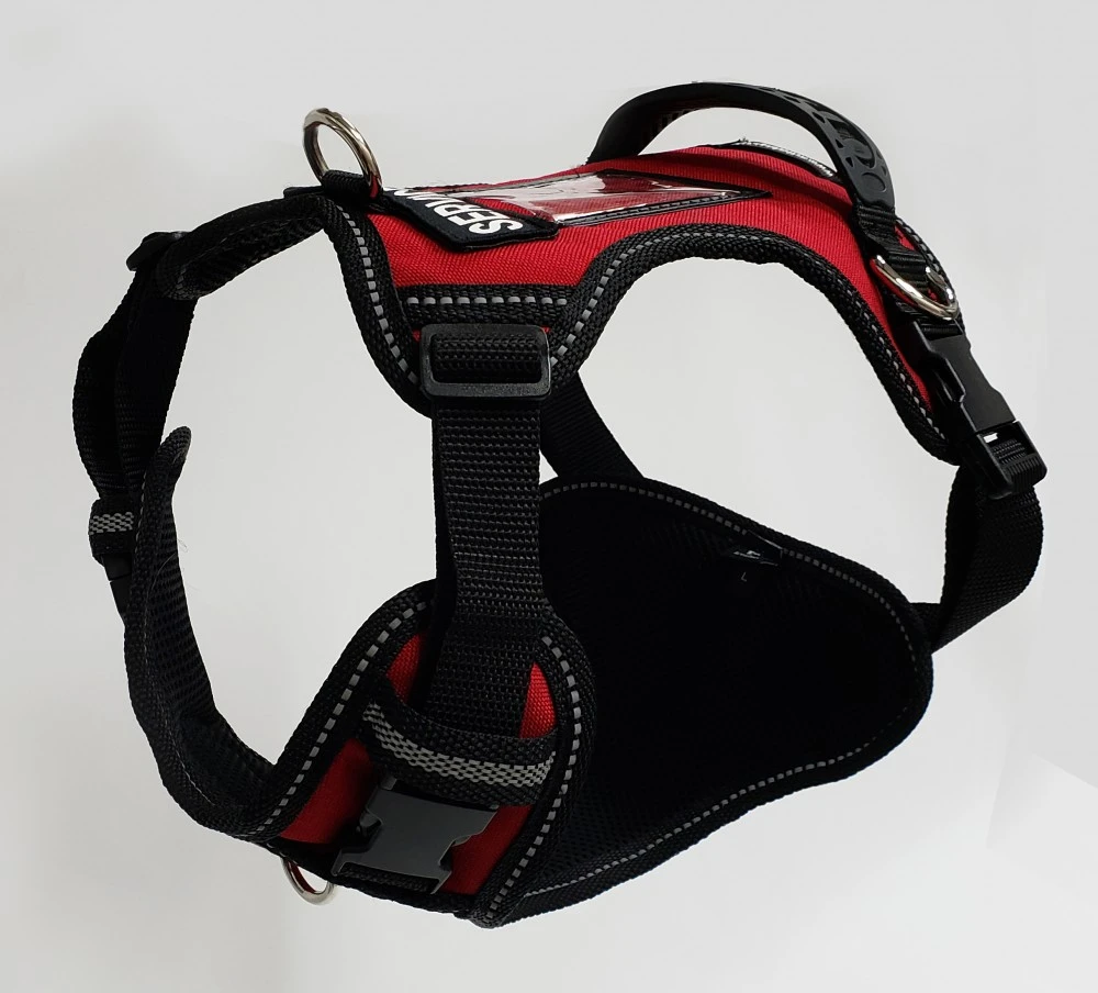 Rottweiler wearing a red and black ActiveDogs no-pull service dog harness with an optional bridge handle.