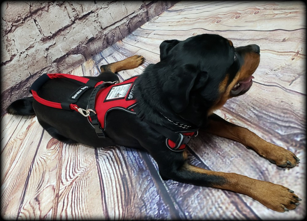 no pull service dog harness