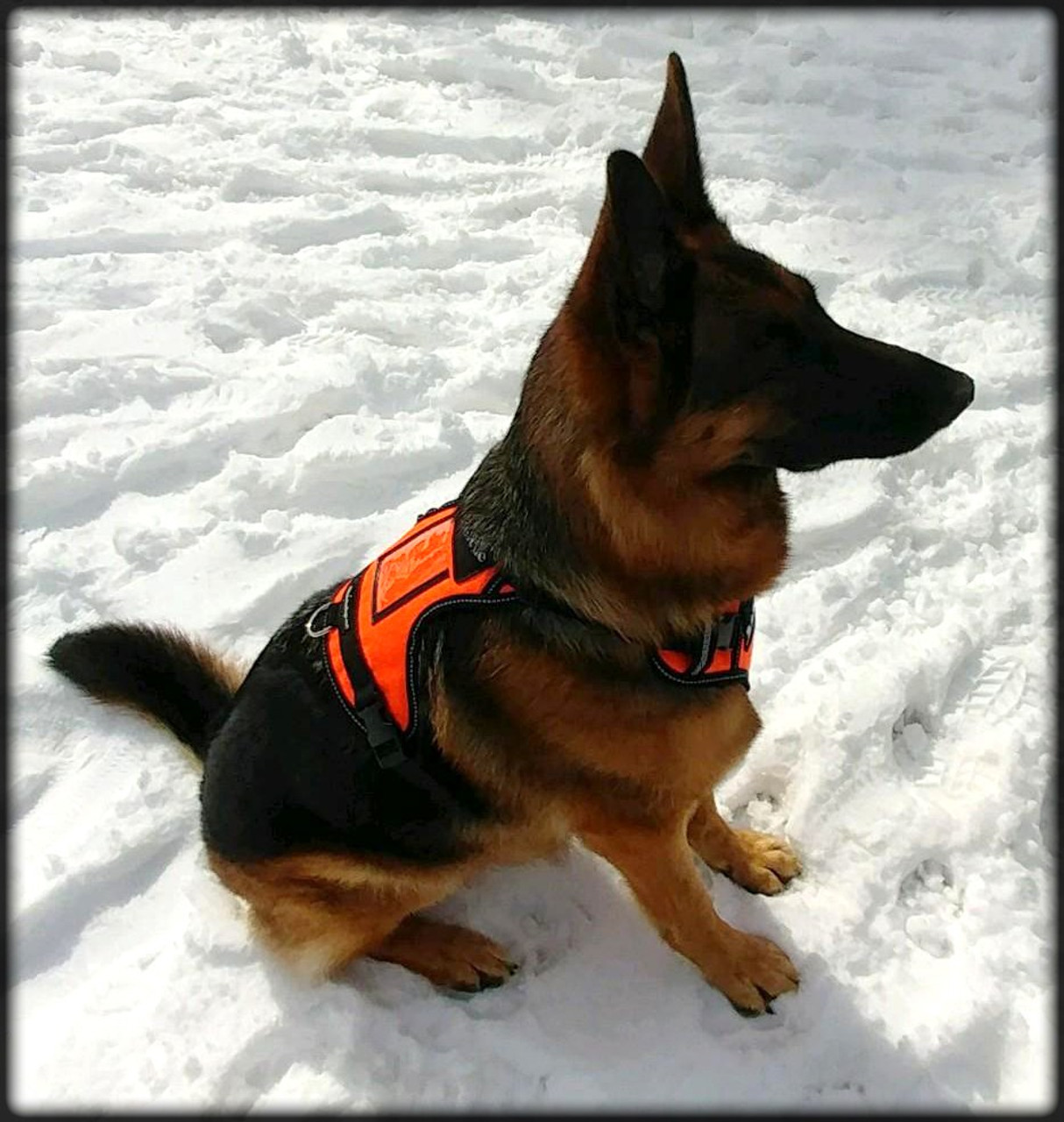 Search & Rescue Reflective Padded Tracking Harness